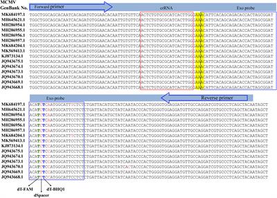 Portable rapid detection of maize chlorotic mottle virus using RT-RAA/CRISPR-Cas12a based lateral flow assay